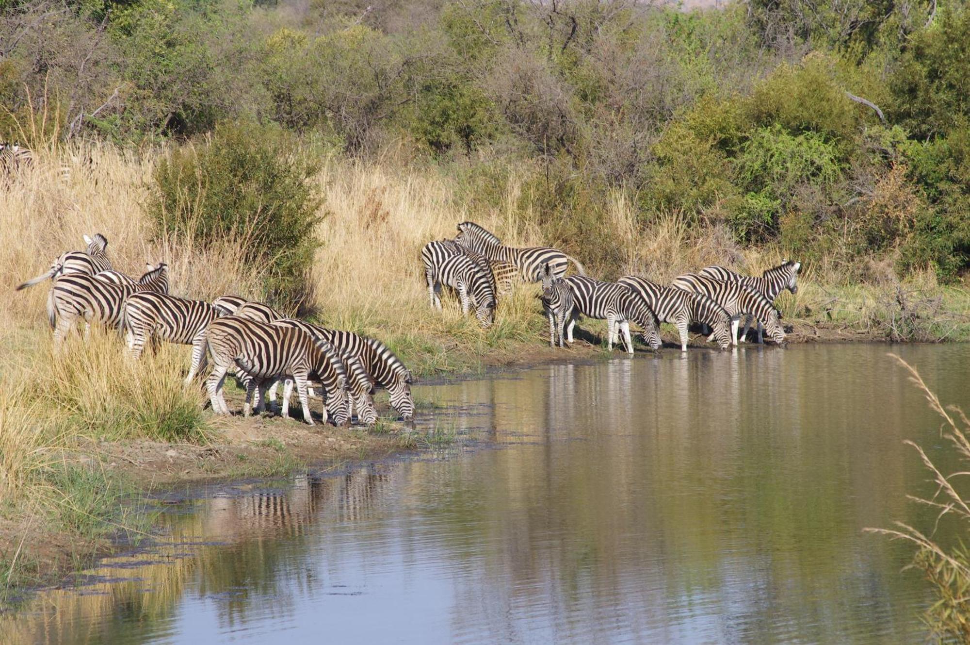 Pangolin Game Lodge - Self Catering, Incl 2 Game Drives Per Day Matlhagame Exterior photo